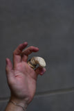0.HIDE Prosthetic Finger Ring White